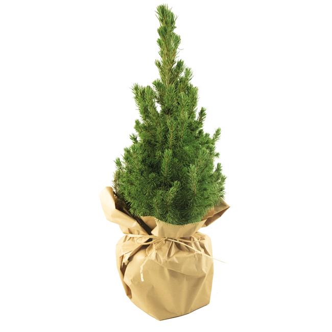 Natur-B�umchen 35-45 cm